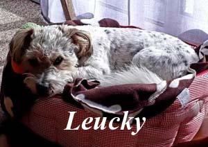 Leucky