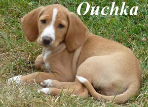 Ouchka