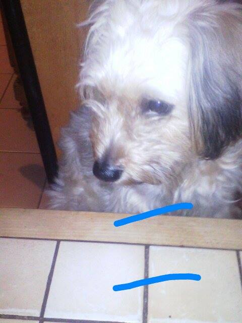 Papo