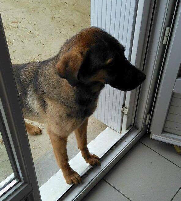 Lyca