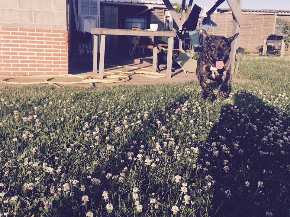 Lily