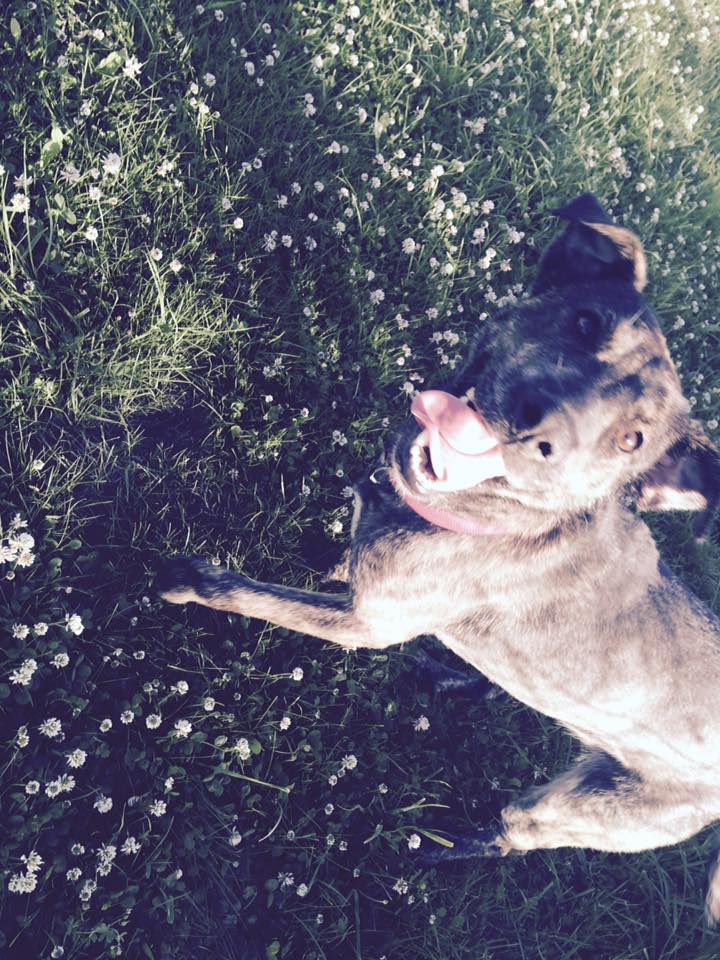 Lily