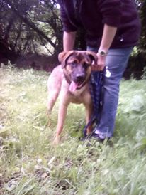 Lyca