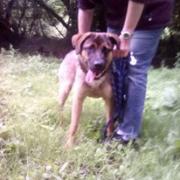 Lyca