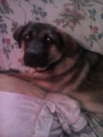 Lyca