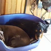 Cachou