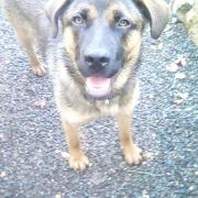 Lyca