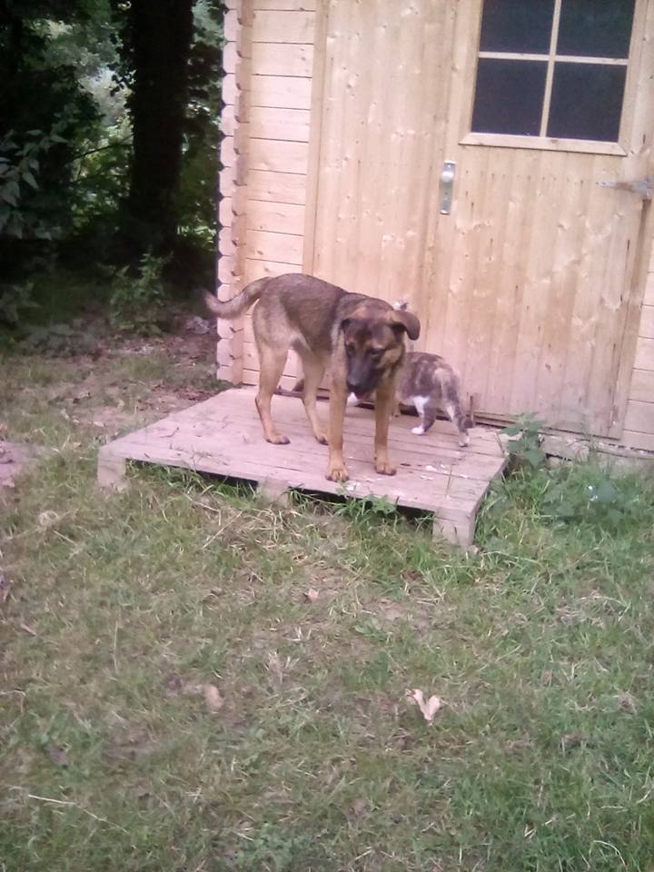 Lyca