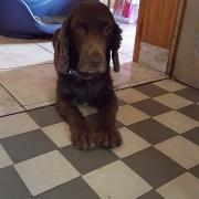 Cachou