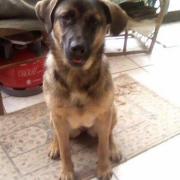 Lyca
