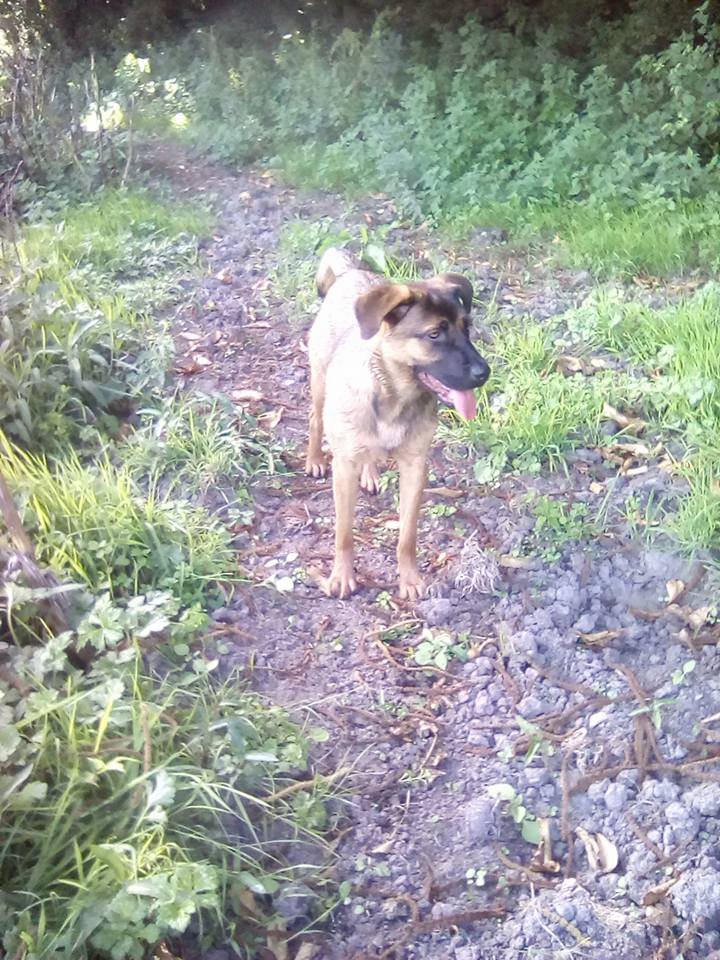 Lyca