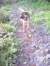 Lyca