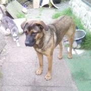 Lyca