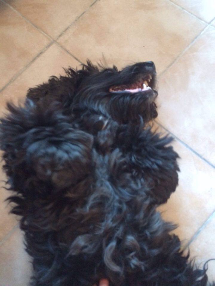 Lyca