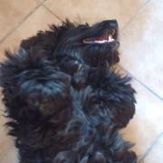 Lyca