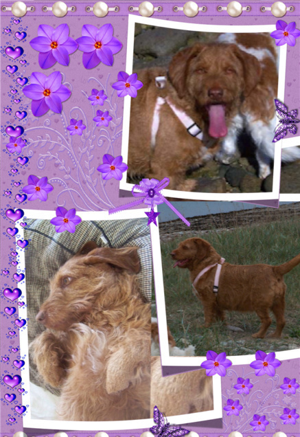 Myrtille