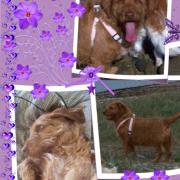 Myrtille