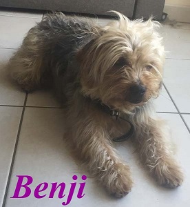 Benji 2